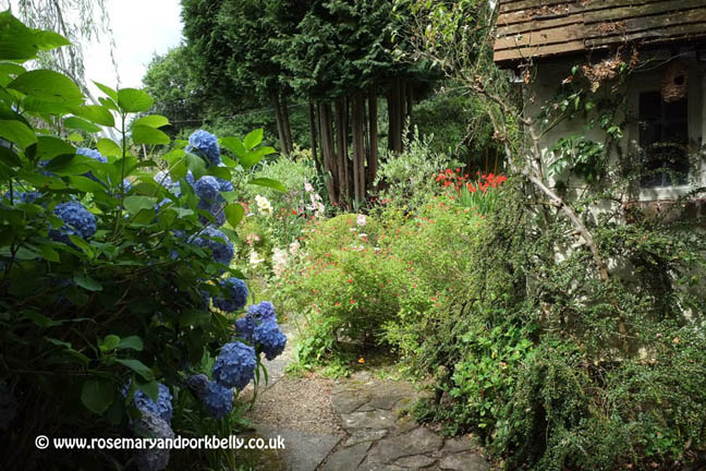 Follow the garden path at Five Oaks Cottage gardens West Burton near Pulborough