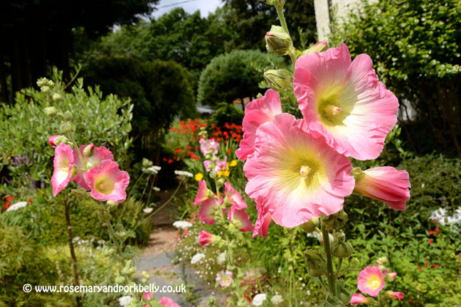Hollyhocks - Five Oaks Cottage West Burton near Pulborough
