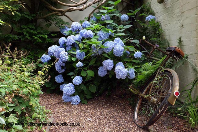 Old bike and hydrangea - Five Oaks Cottage West Burton near Pulborough