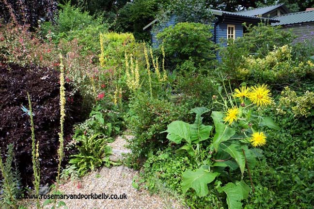 The wild garden at Five Oaks Cottage West Burton near Pulborough