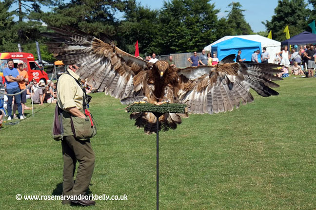 Falconry display - Cheese and Chilli Festival Guildford