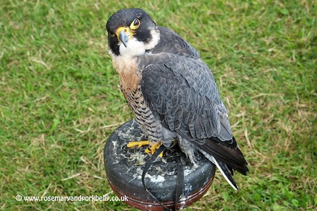 Peregrine falcon - Cheese and Chilli Festival Guildford