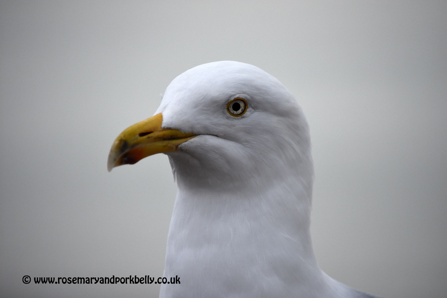 Seagull on Brighton seafront - Brighton and Hove East Sussex