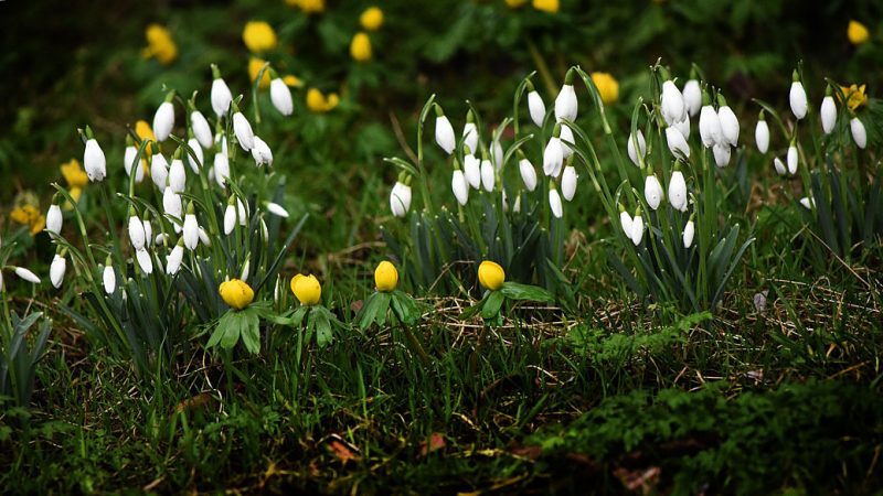 Aconites and Snowdrops - West Dean Gardens West Sussex © www.rosemaryandporkbelly.co.uk