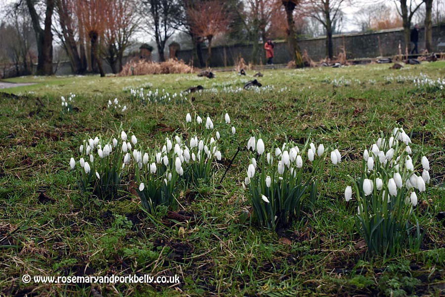 Beautiful snowdrops - West Dean Gardens