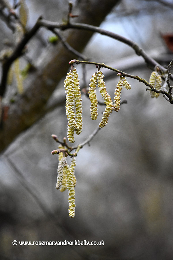 Catkins - West Dean Gardens West Sussex