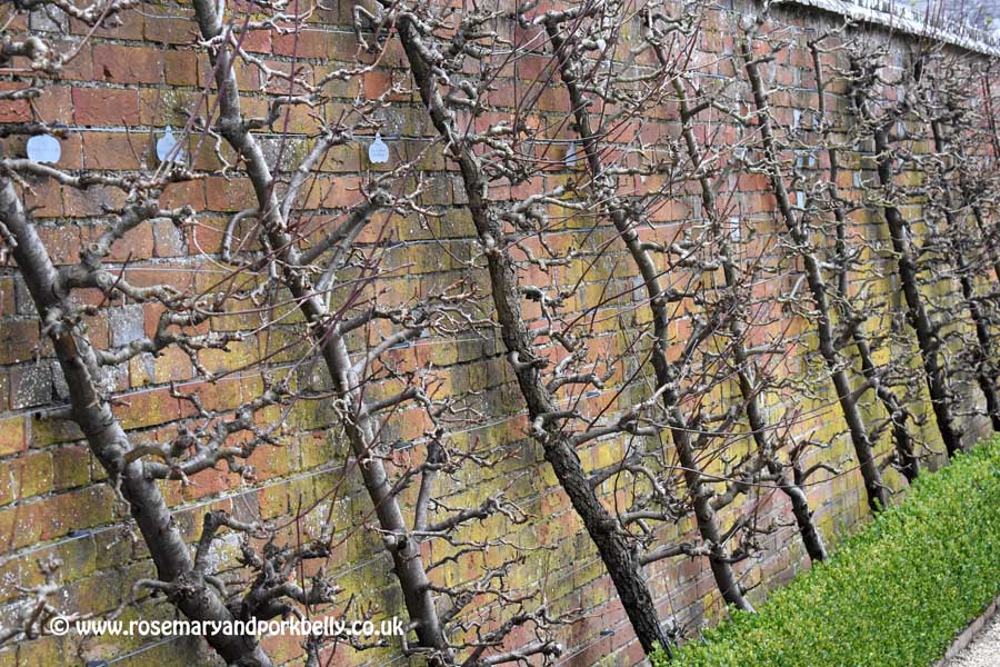 Fruit trees in winter - West Dean Gardens West Sussex