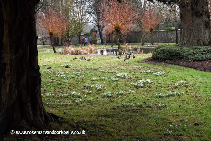 Pond and ducks - West Dean Gardens West Sussex