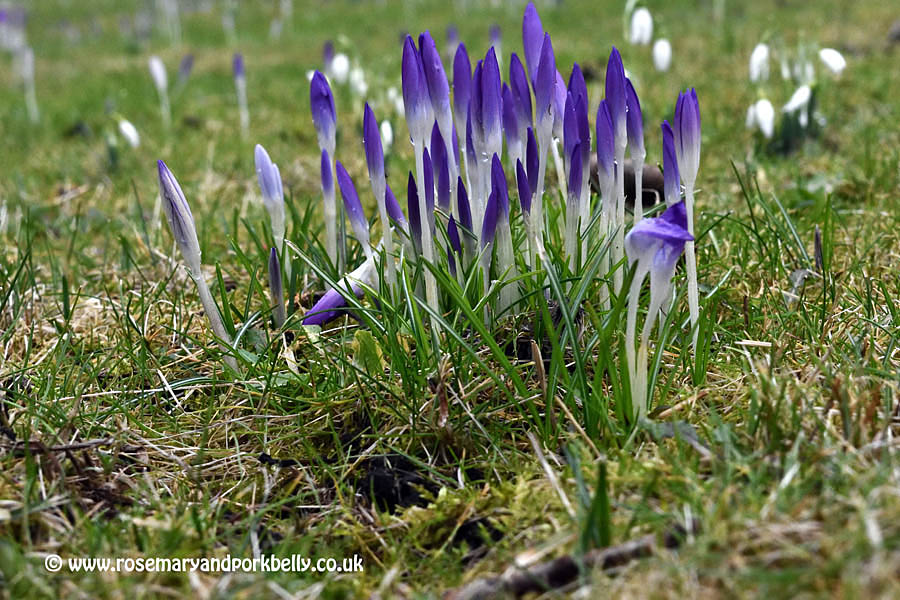 Purple crocus - West Dean Gardens West Sussex