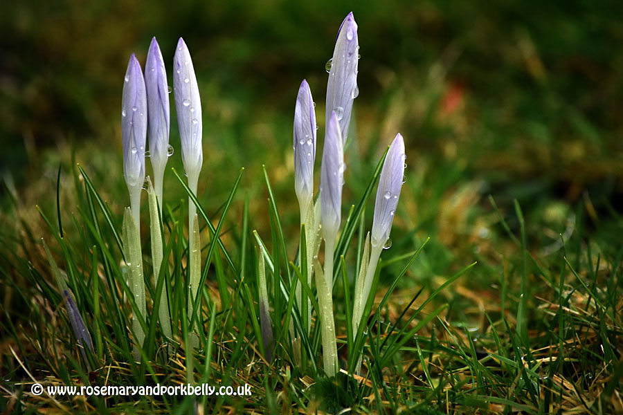 Purple crocus buds - West Dean Gardens West Sussex