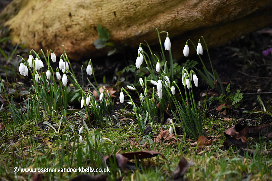 Snowdrops - West Dean Gardens West Sussex