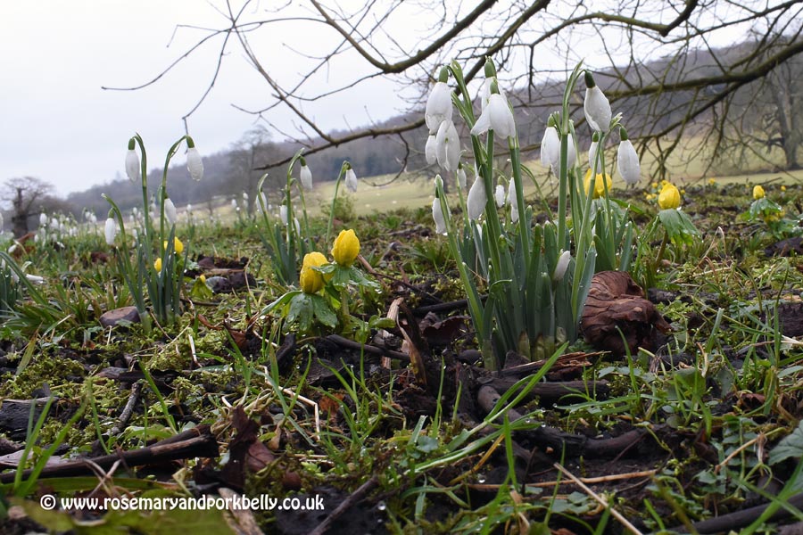 Snowdrops and Aconites - West Dean Gardens West Sussex