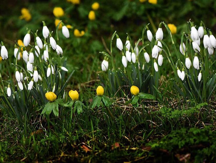 Snowdrops and Aconites at West Dean Gardens West Sussex