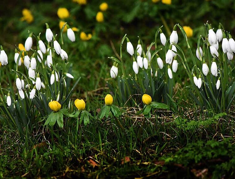 Snowdrops and Aconites at West Dean Gardens West Sussex