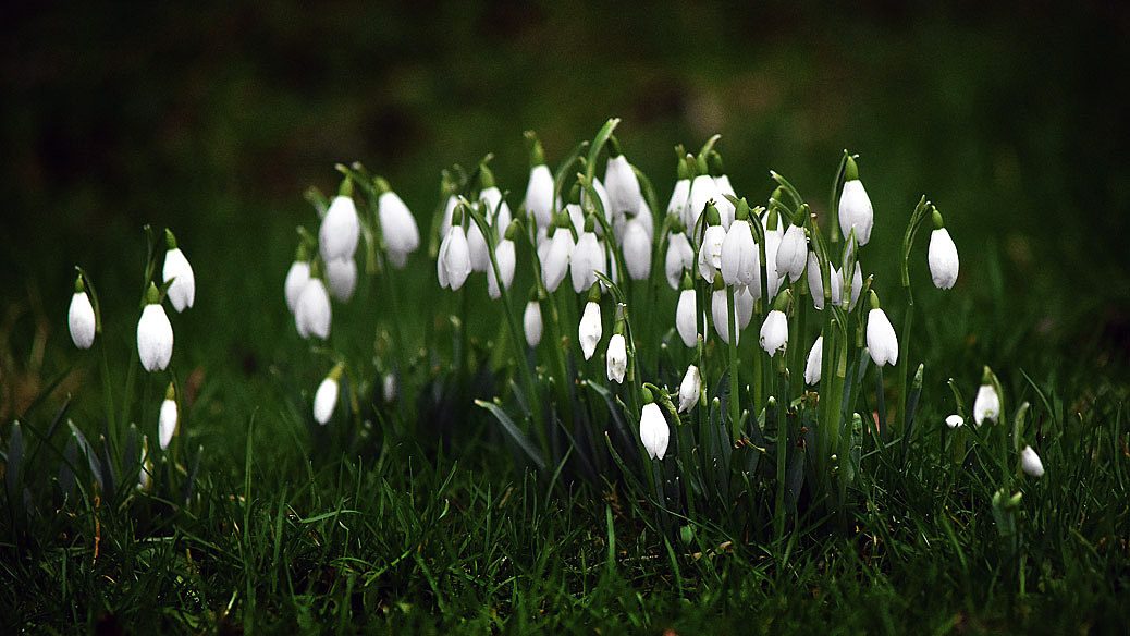 Snowdrops at West Dean Gardens West Sussex