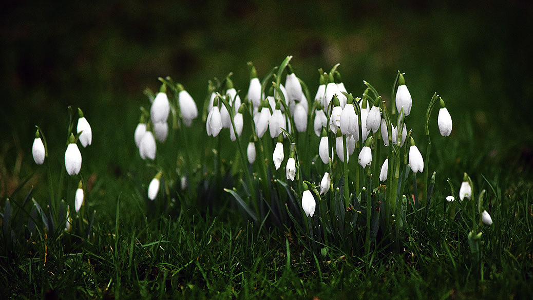 Snowdrops at West Dean Gardens West Sussex