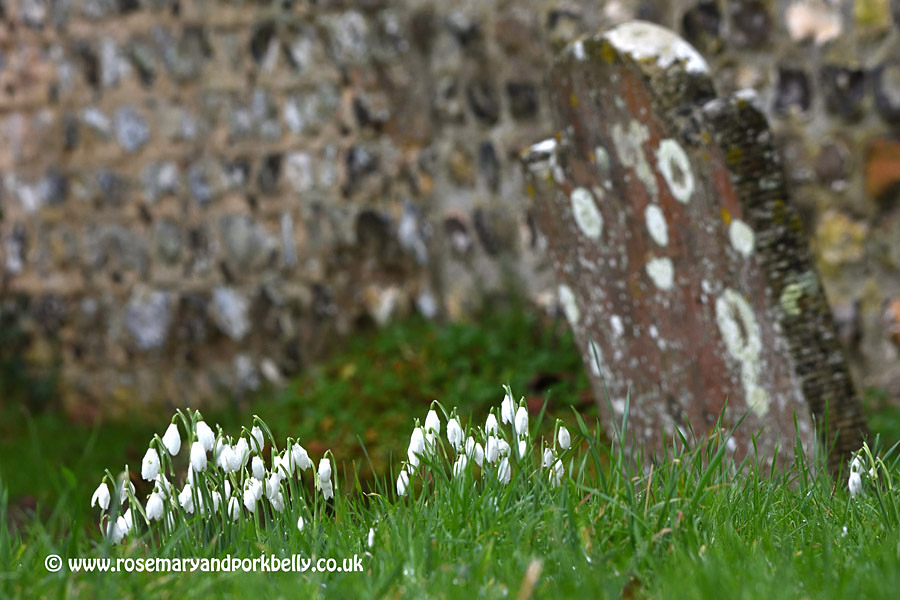Snowdrops in the churchyard - St. Andrew's church West Dean West Sussex