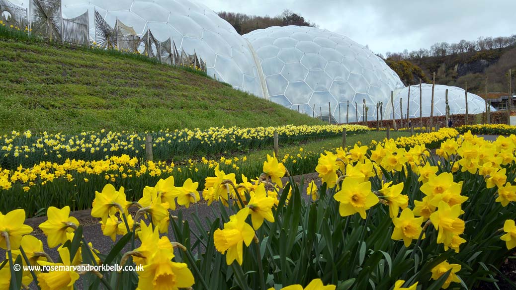 Daffodils and Rainforest biome - The Eden Project Cornwall