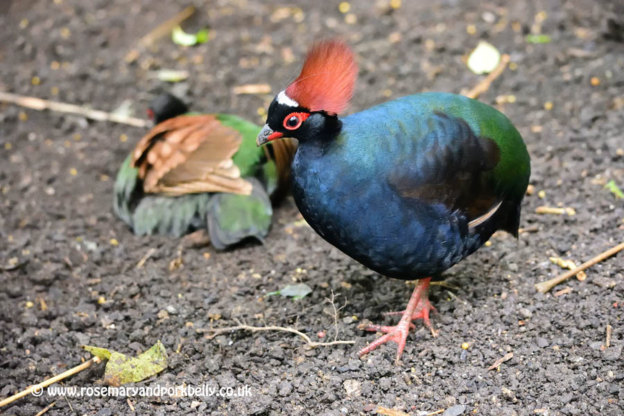 Pair of roul-roul, rainforest biome - Eden Project, Cornwall