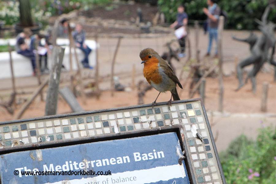 Robin, Mediterranean biome, Eden Project, Cornwall