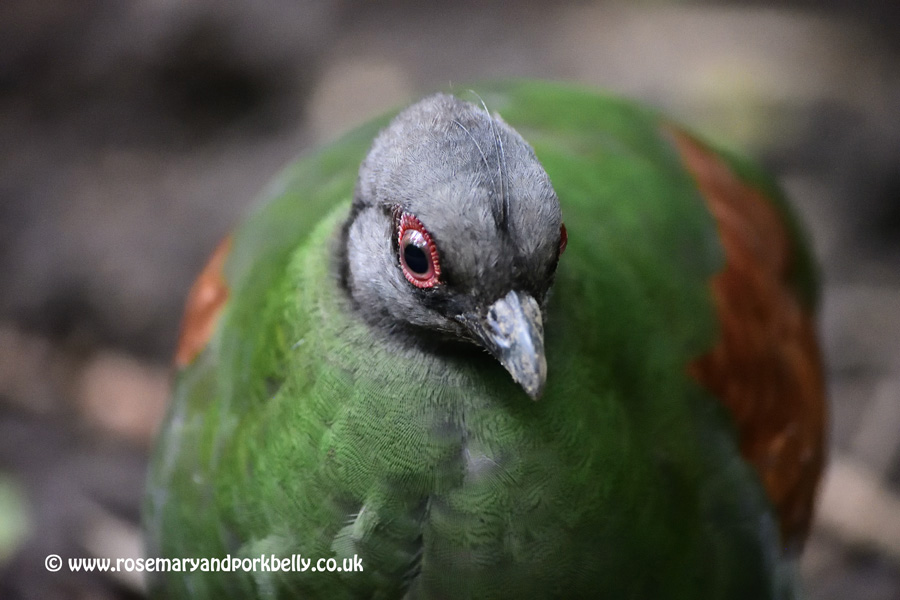 Female roul-roul in the rainforest biome - Eden Project, Cornwall