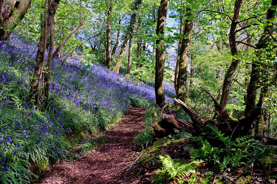 Bluebells at Carnglaze Caverns Cornwall