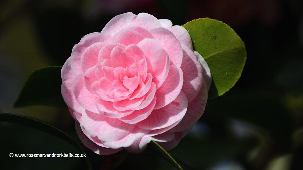 Camellia - Lost Gardens of Heligan Cornwall