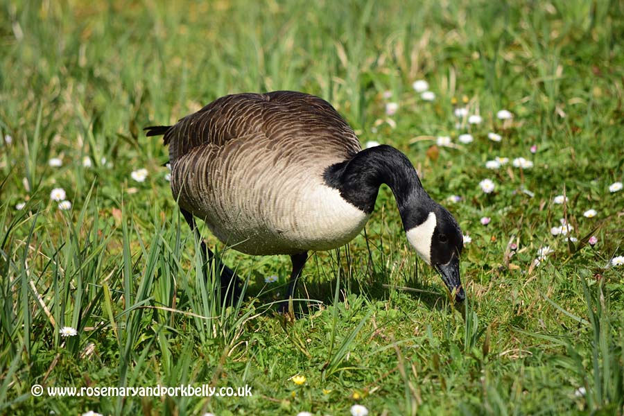 Canada goose - WWT Arundel