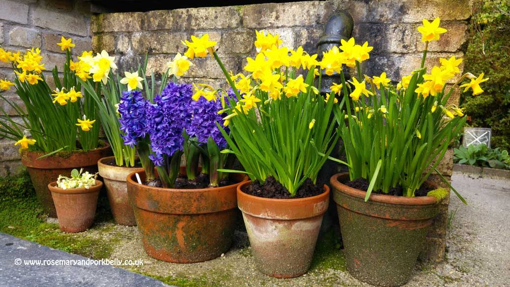 Daffodils and hyacinths - Lost Gardens of Heligan Cornwall