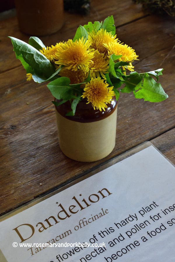Dandelion, Woodlands Secrets display - WWT Arundel