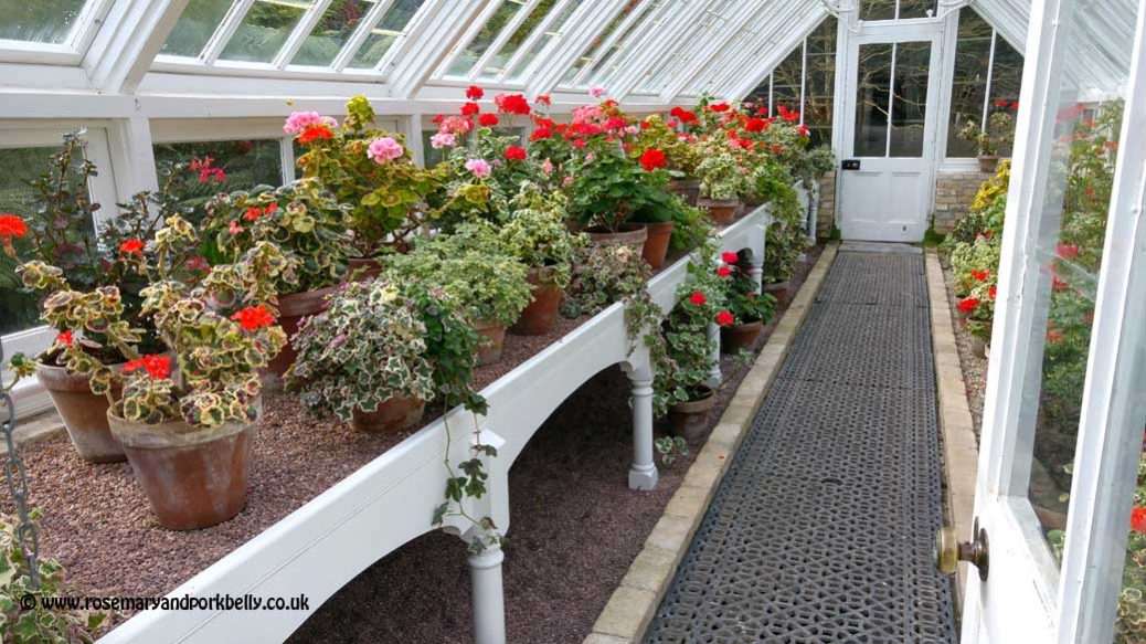 Geranium plants - Lost Gardens of Heligan Cornwall