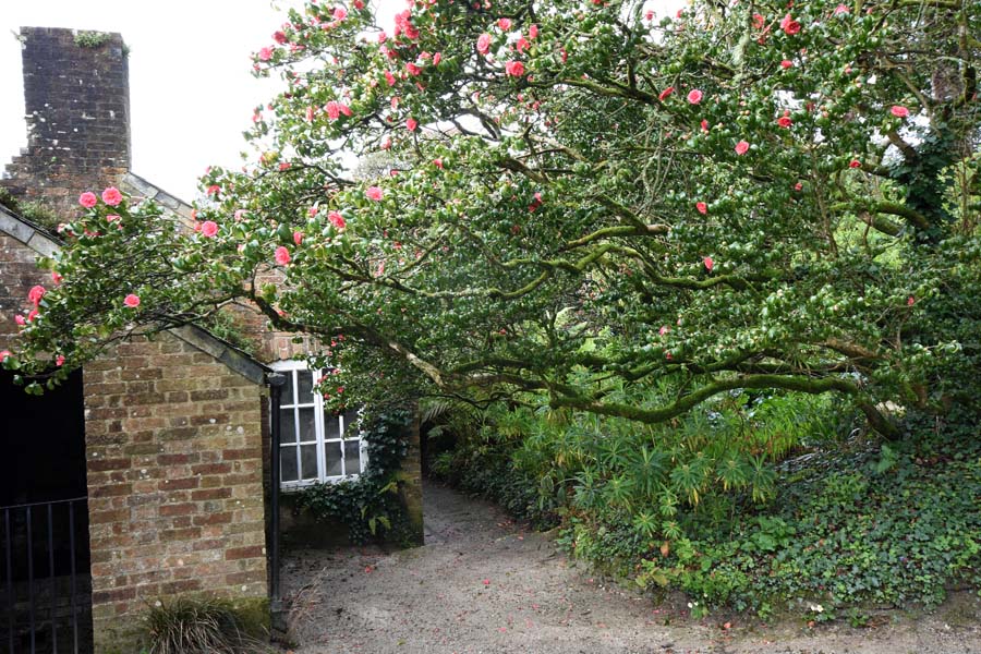 Head Gardener's office and boiler house - Lost Gardens of Heligan