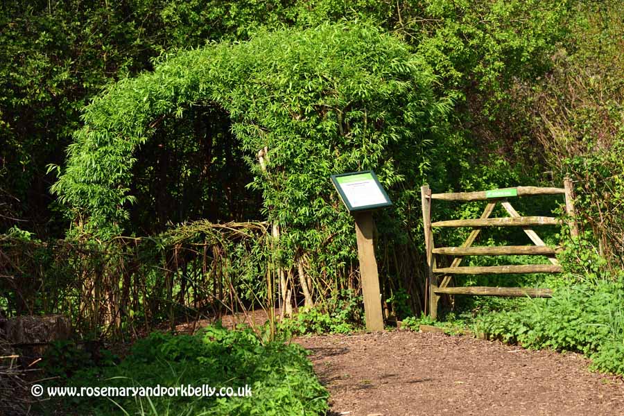 Living Willow Arbor - WWT Arundel