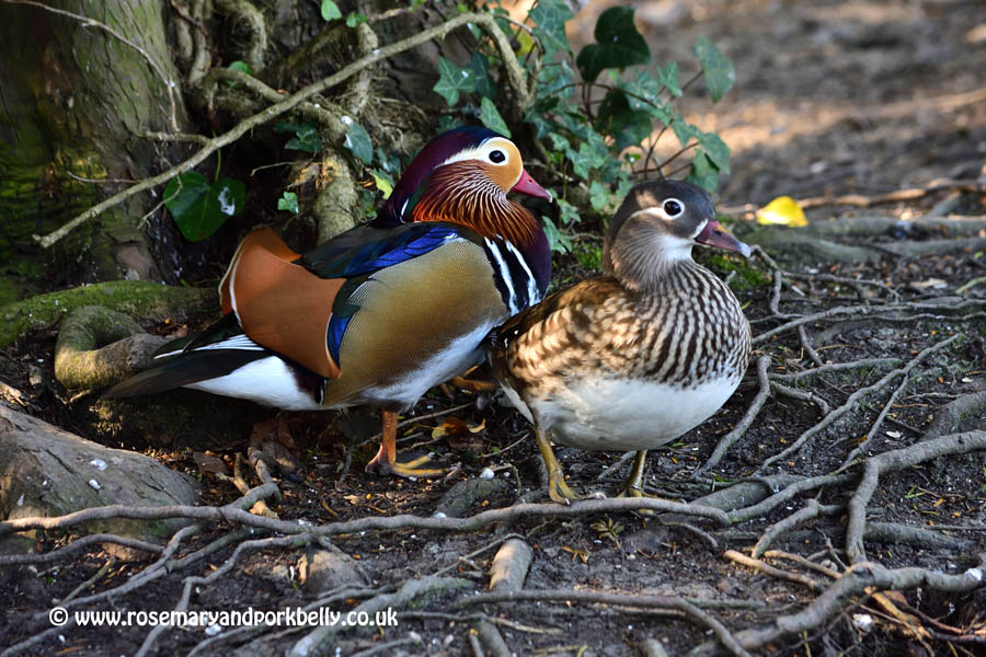 Mandarin ducks - WWT Arundel