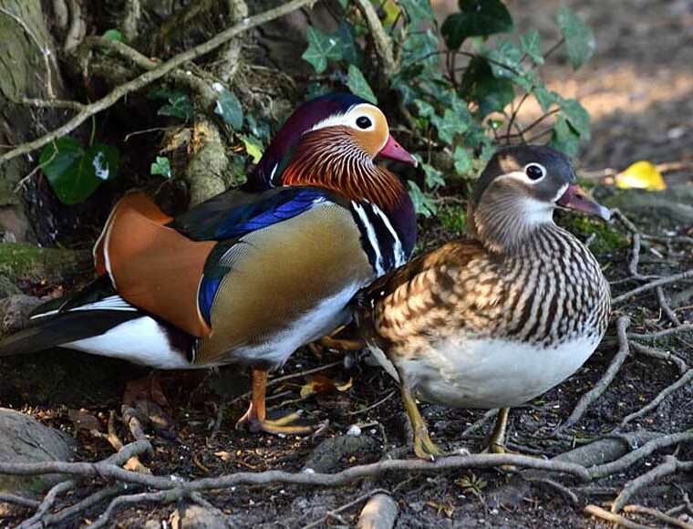 Male and female Mandarin ducks at WWT Arundel West Sussex