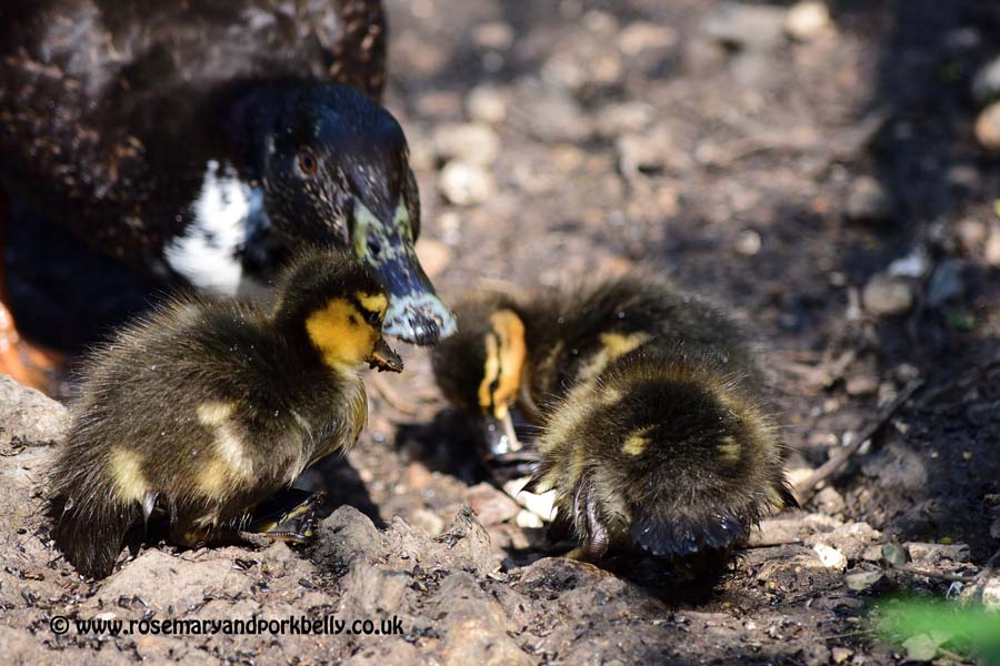 Mother and ducklings - WWT Arundel
