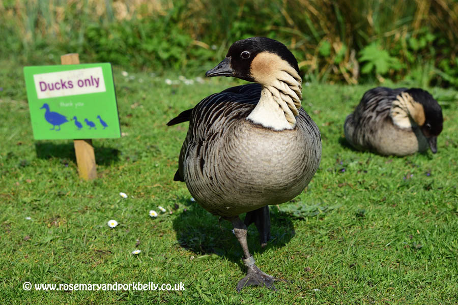 Nene, Hawaiian Goose - WWT Arundel