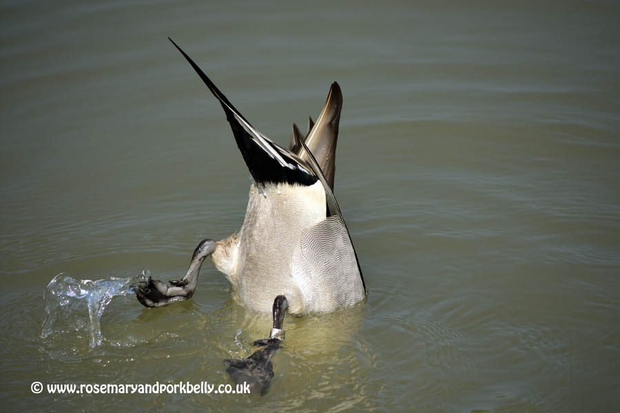 Northern Pintail feeding - WWT Arundel