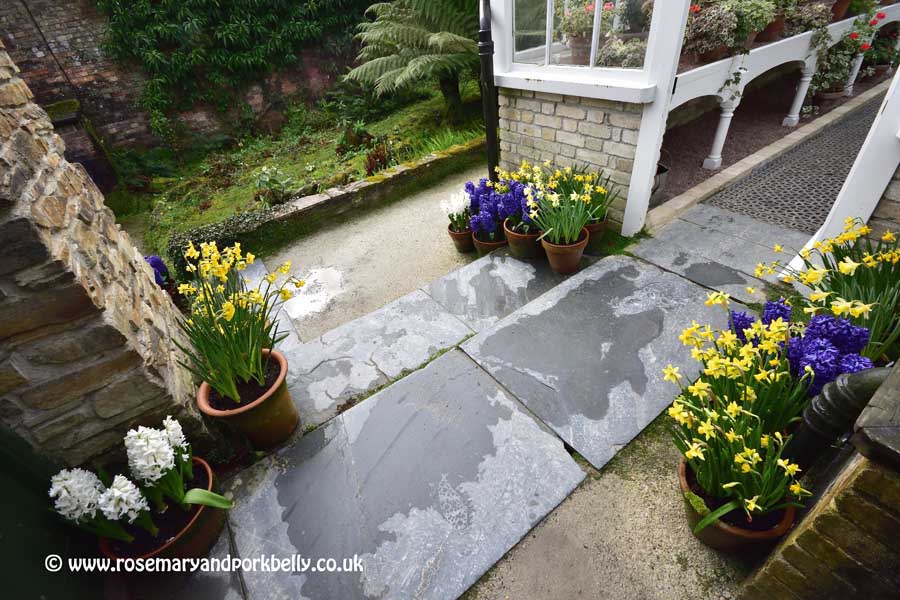 Pots of hyacinth and daffodils - Lost Gardens of Heligan, Cornwall