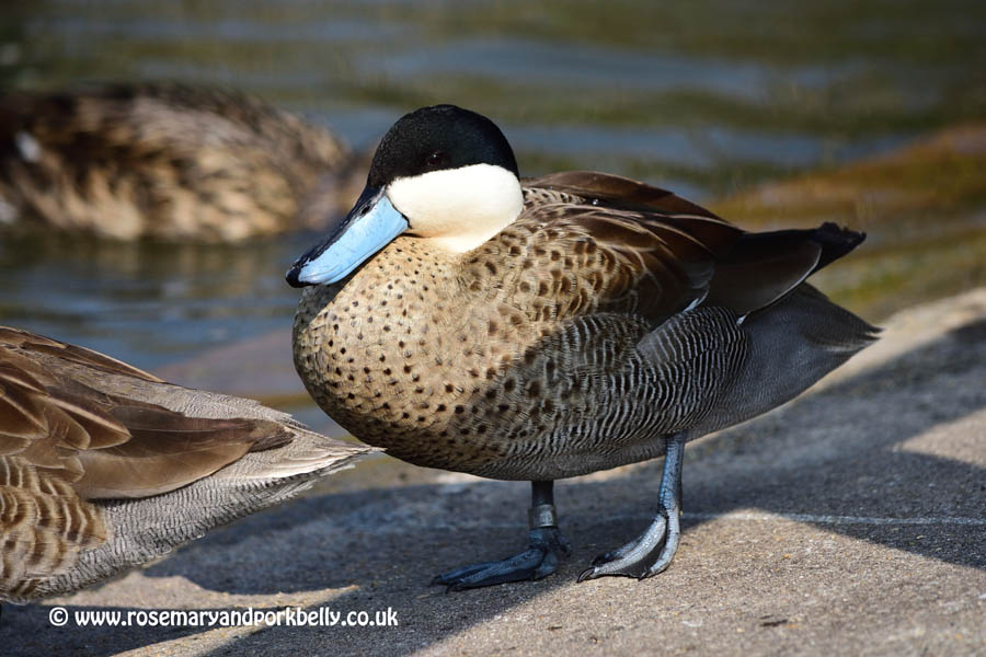 Puna Teal - WWT Arundel