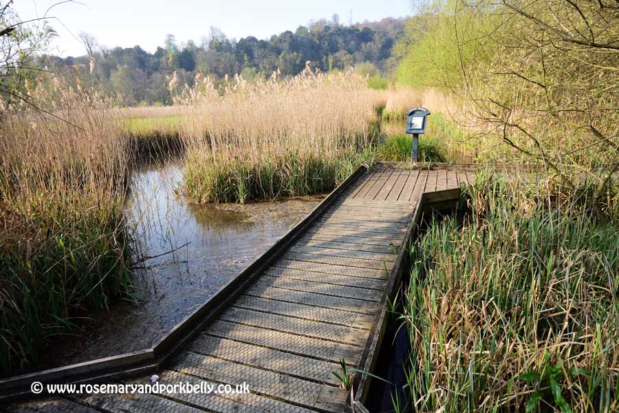 Reed bed walk - WWT Arundel
