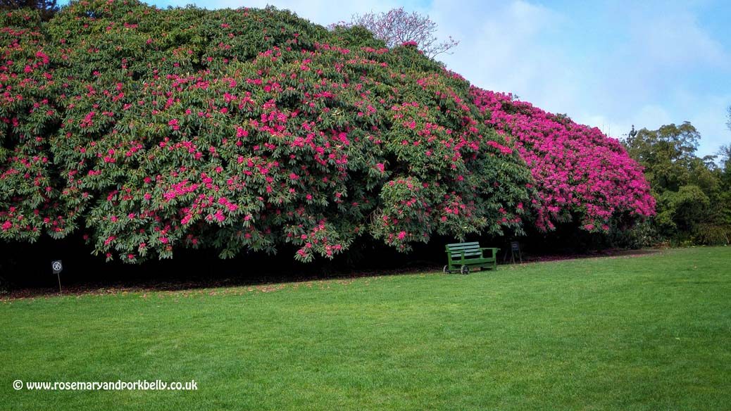 Rhododendrons - Lost Gardens of Heligan Cornwall