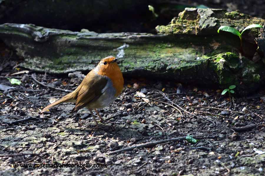 Robin - WWT Arundel