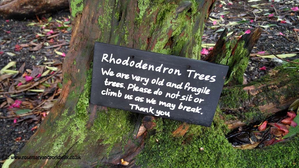 Sign on rhododendron tree - Lost gardens of Heligan Cornwall