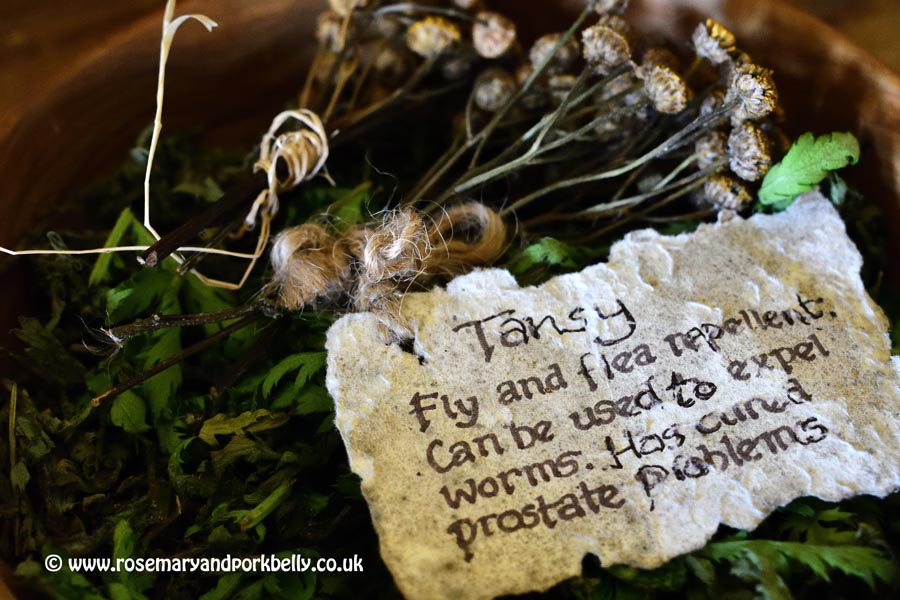 Tansy, Woodlands Secrets display - WWT Arundel