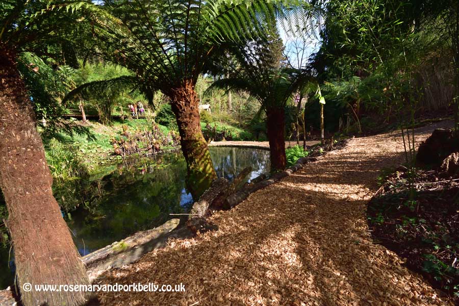 The Jungle tropical gardens - Lost Gardens of Heligan