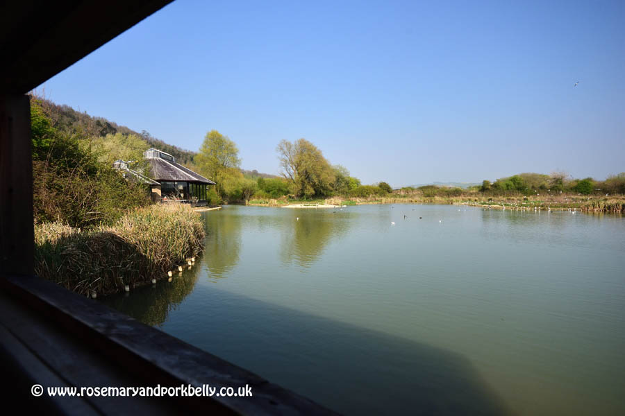 View from the Discovery Hide - WWT Arundel