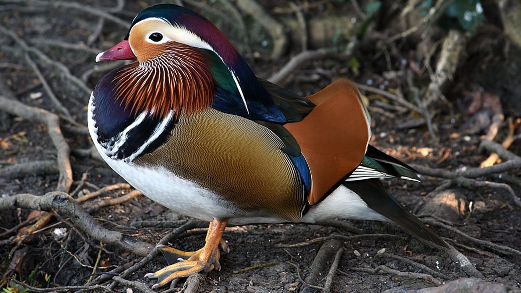 Wildfowl and Wetlands Trust - Arundel West Sussex