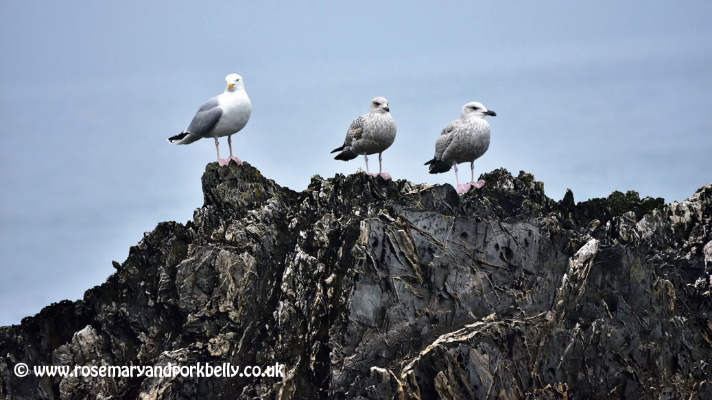 Seagulls - Cornwall
