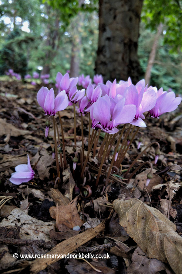 Cyclamen under the trees - R H S gardens Wisley